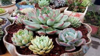 网友爆料多肉视频网盘,网盘中的多肉世界